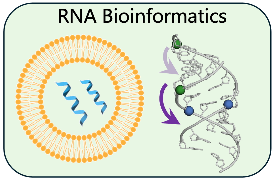 RNA bioinformatics and structure prediction
